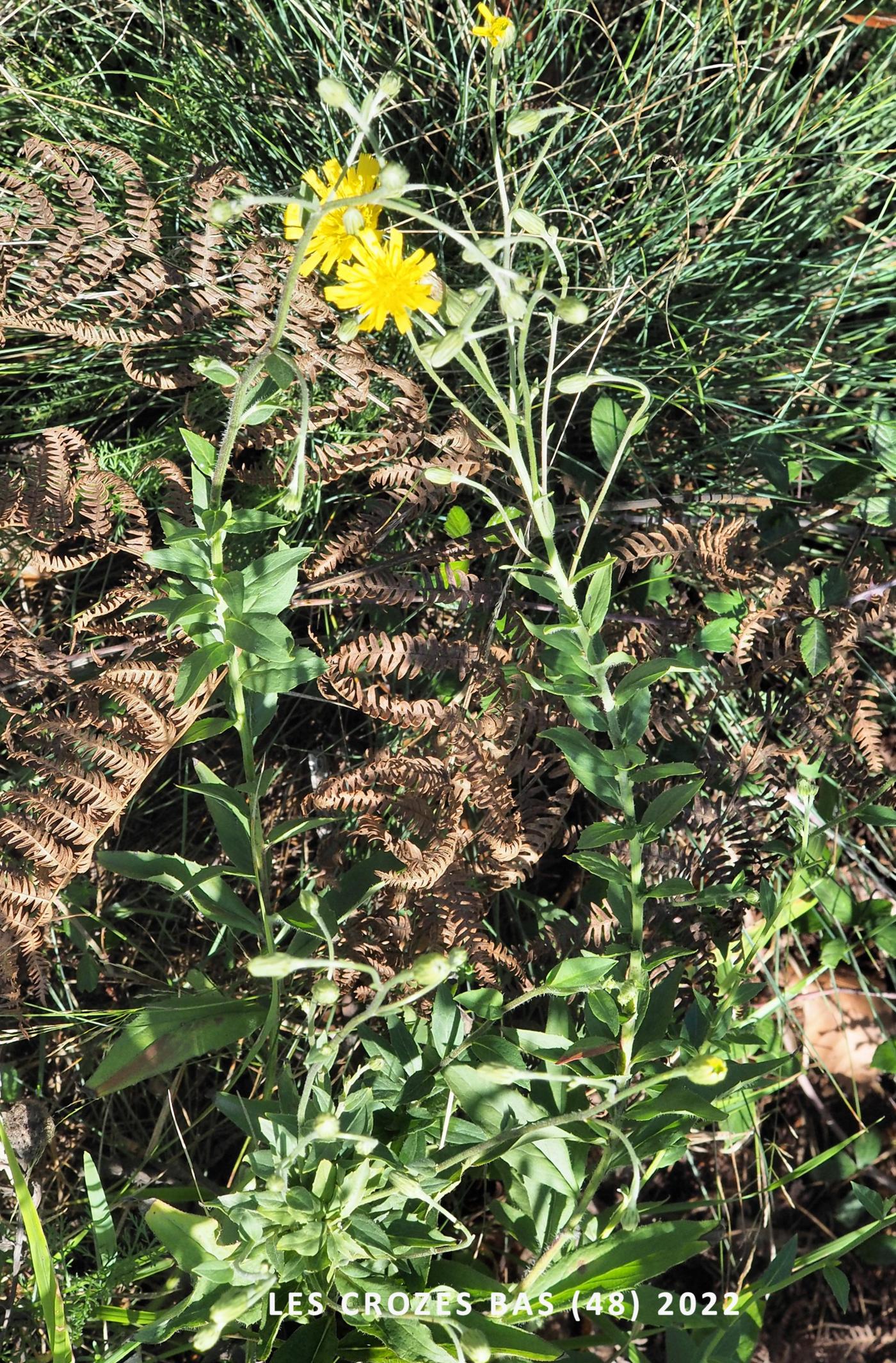 Hawkweed,(virgultorum) plant